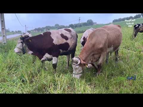 Video thumbnail — Taounate — People and Nature